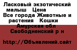 Ласковый экзотический малыш › Цена ­ 25 000 - Все города Животные и растения » Кошки   . Амурская обл.,Свободненский р-н